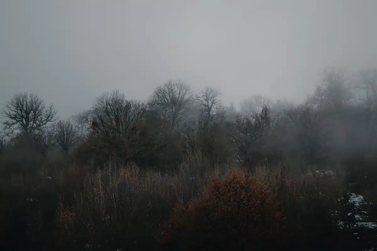 Paysage hivernal sombre avec peu de lumière naturelle