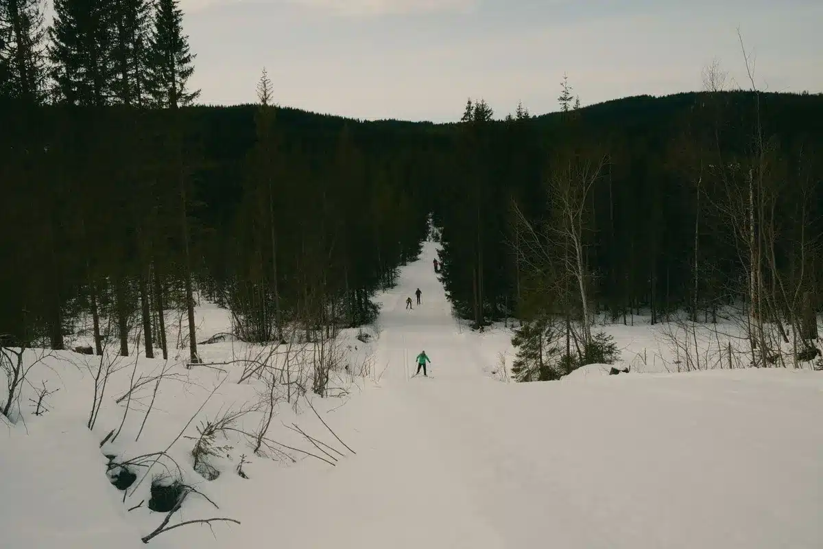 Skieur de fond progressant sur une piste enneigée en forêt