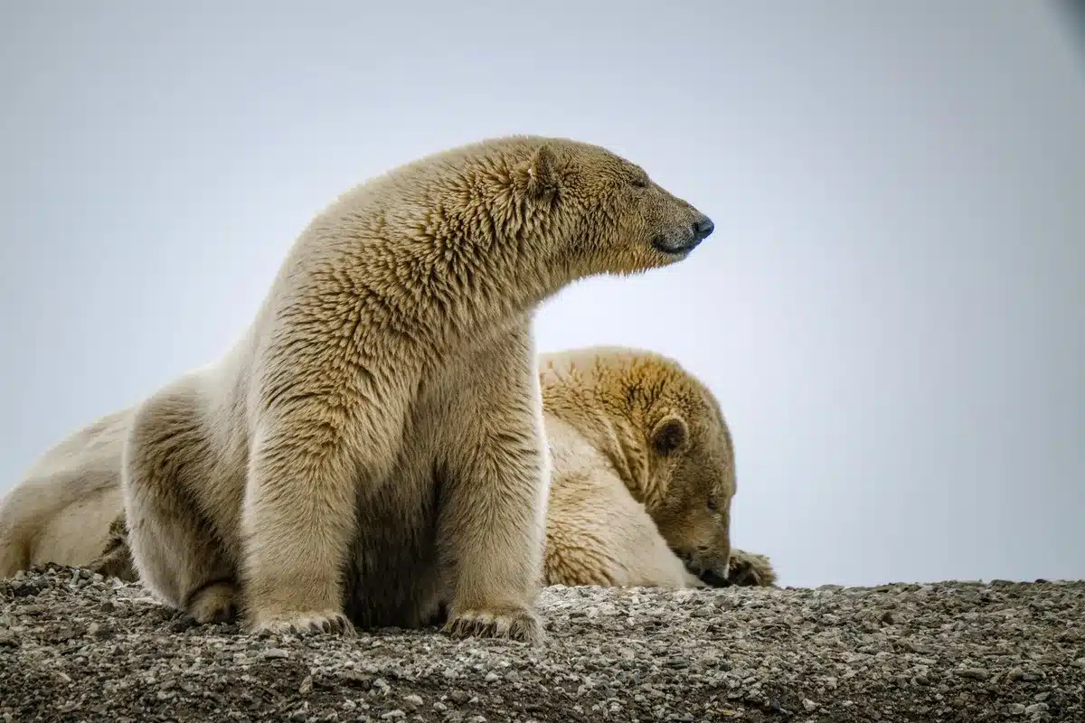 Observation d'un ours polaire à distance sécuritaire avec jumelles dans la toundra arctique.