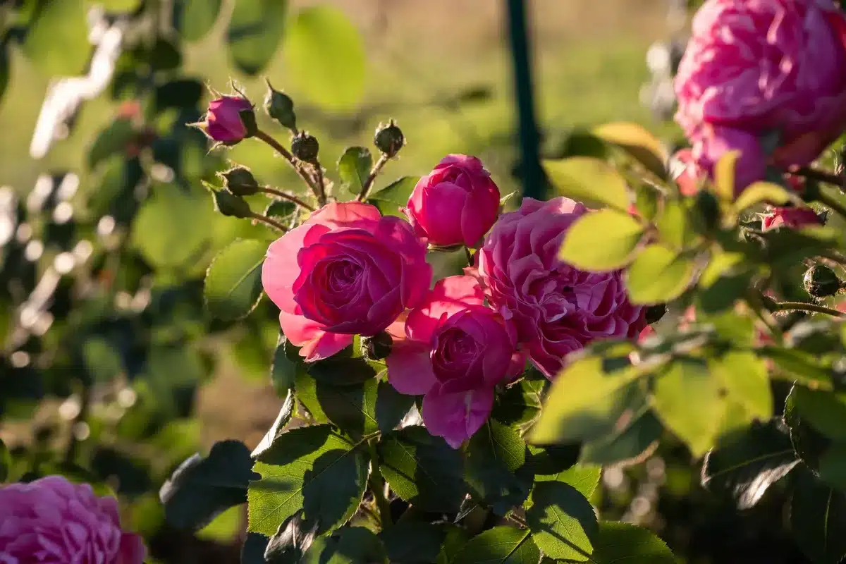 Cultiver la rose de Damas en plein soleil avec un sol bien drainé