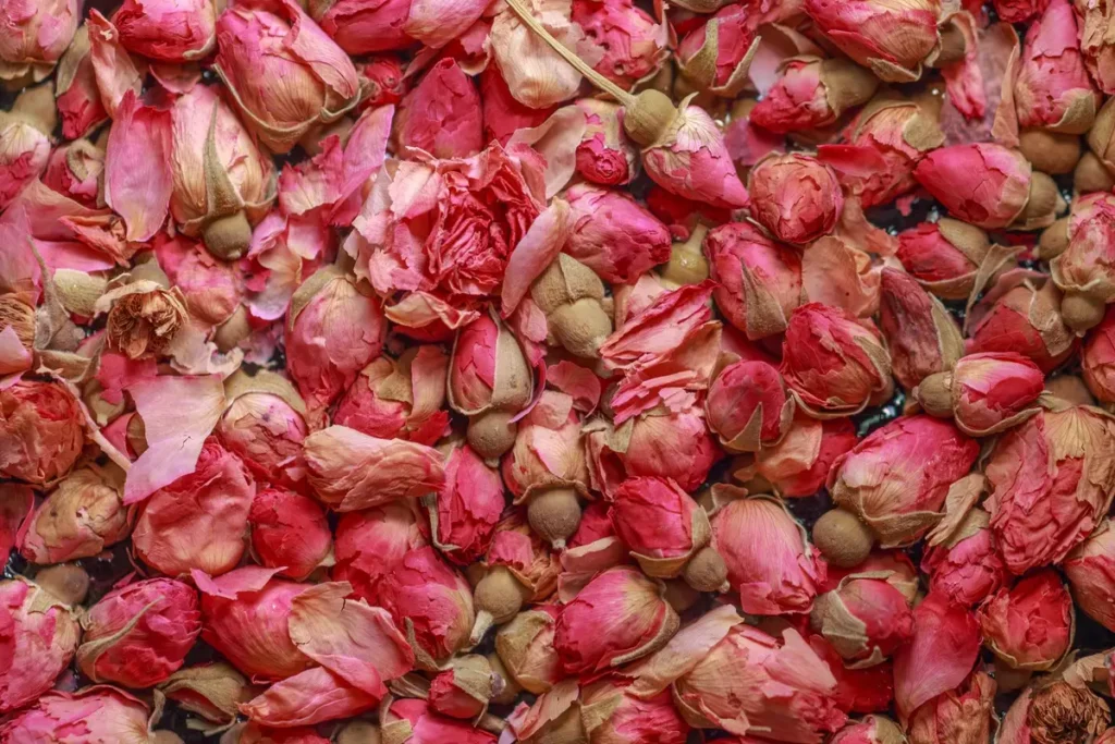 Gros plan sur les pétales veloutés d'une rose de Damas rose pâle en pleine floraison