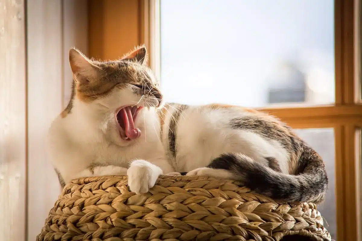 Bébé exposé à la lumière naturelle du matin pour recalibrer son horloge biologique