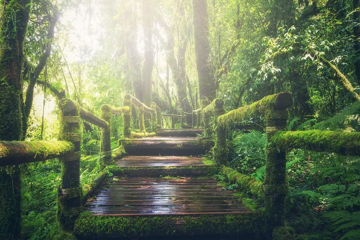 Passerelle en bois traversant la végétation tropicale pour accéder à un hébergement surélevé