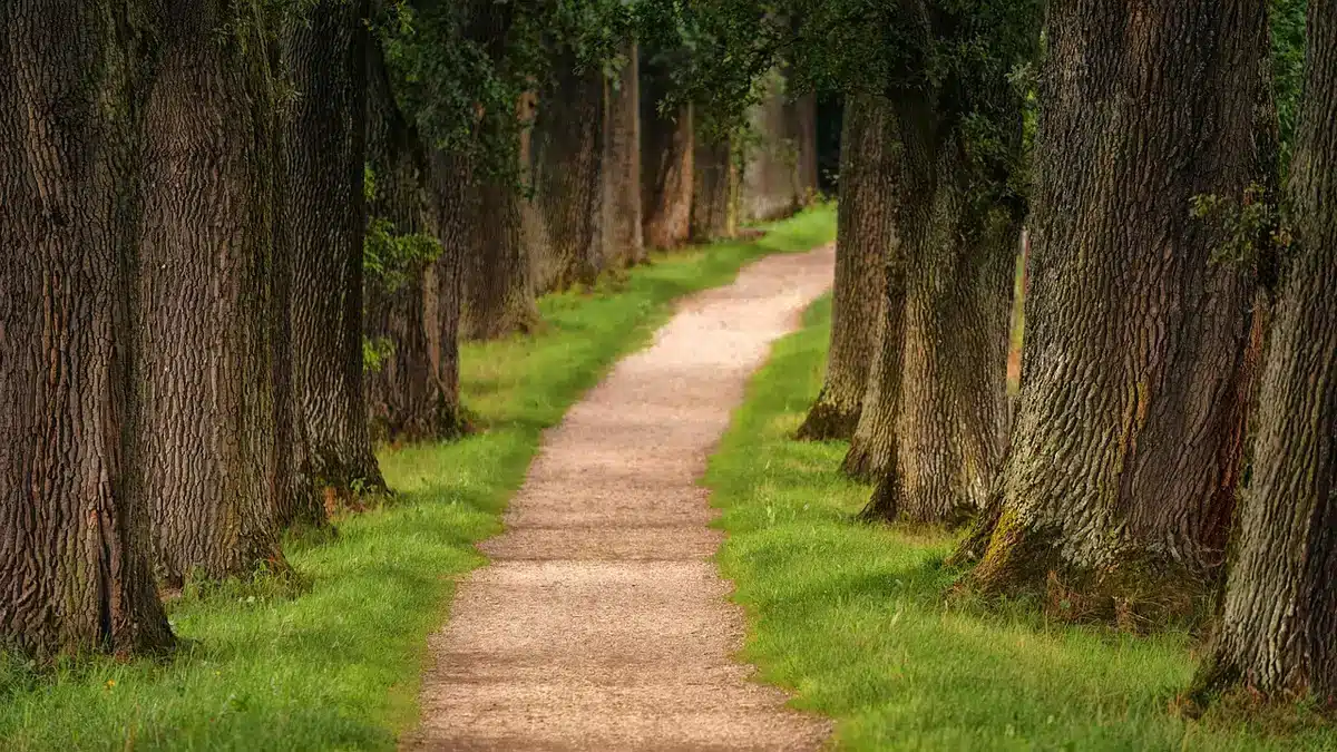 Sentier de randonnée traversant la forêt amazonienne avec canopée dense et végétation luxuriante