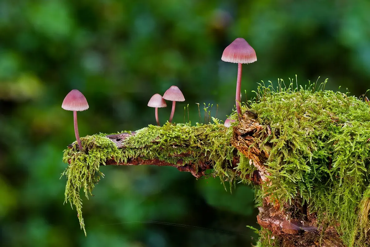 Illustration schématique du microbiote cutané et du champignon Malassezia