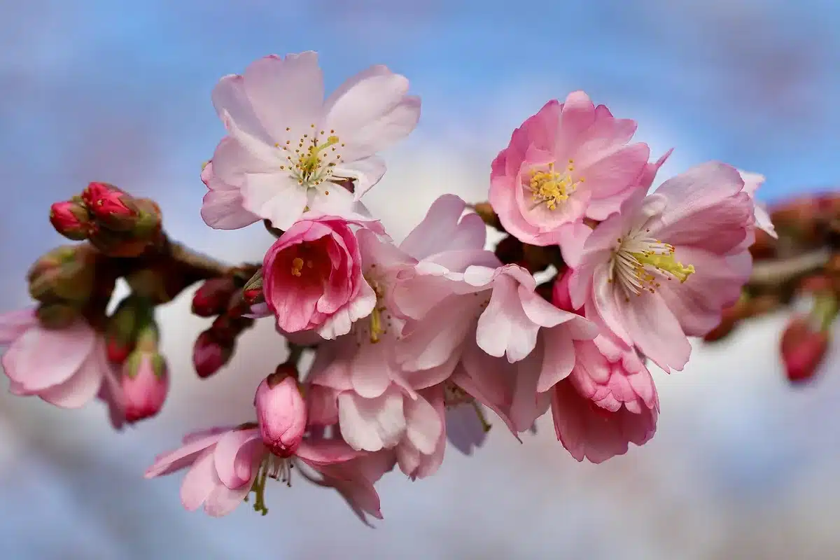 Carte stylisée montrant la progression de la floraison des sakura à travers le Japon