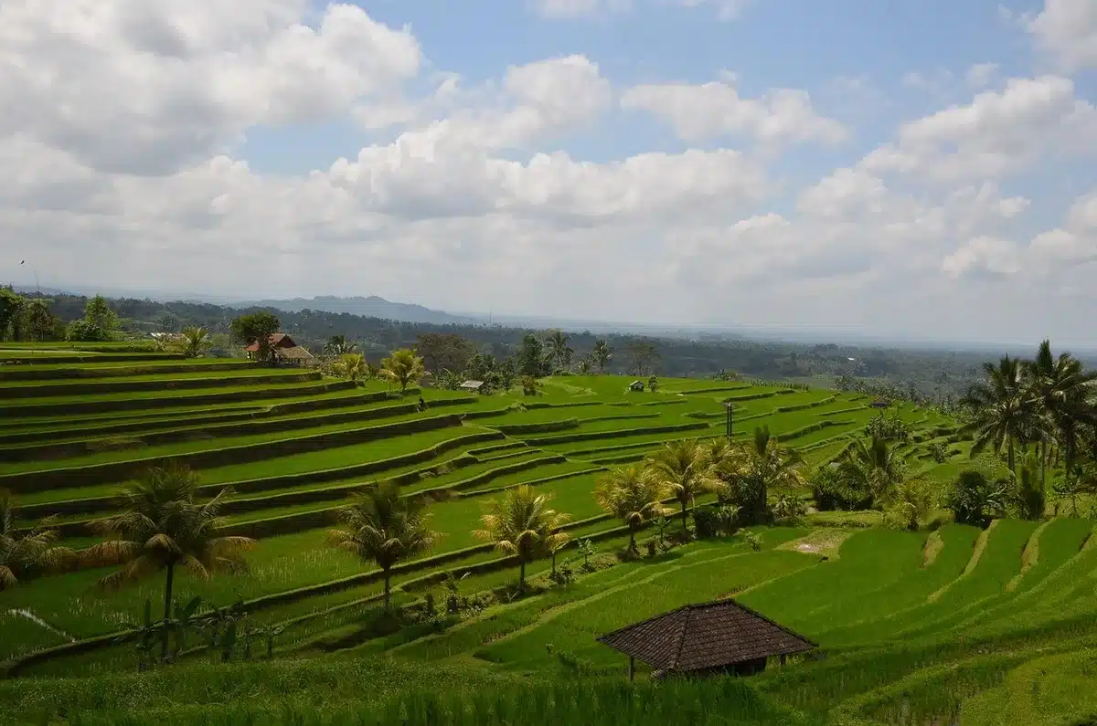 Rizières en terrasses verdoyantes sous un ciel nuageux à Bali