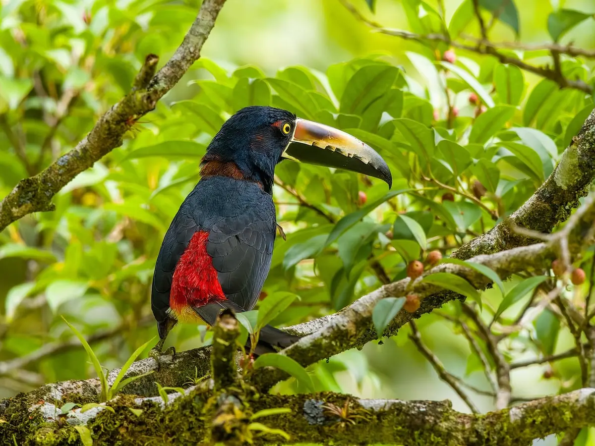 Forêt tropicale dense avec canopée luxuriante abritant la biodiversité du parc