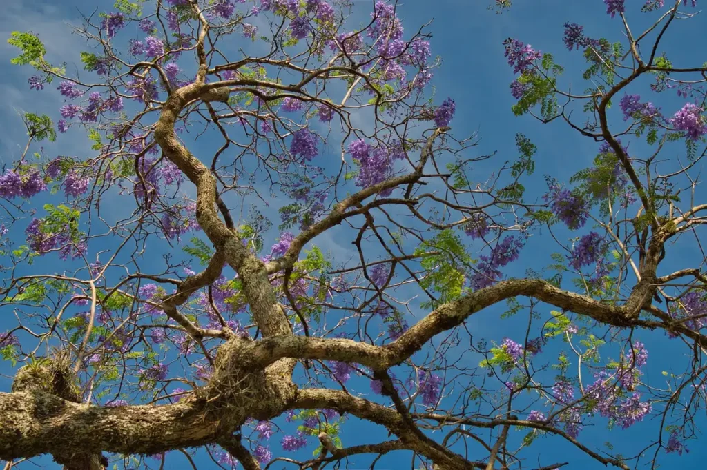 Volcan Arenal avec son cône parfait dominant la forêt tropicale environnante