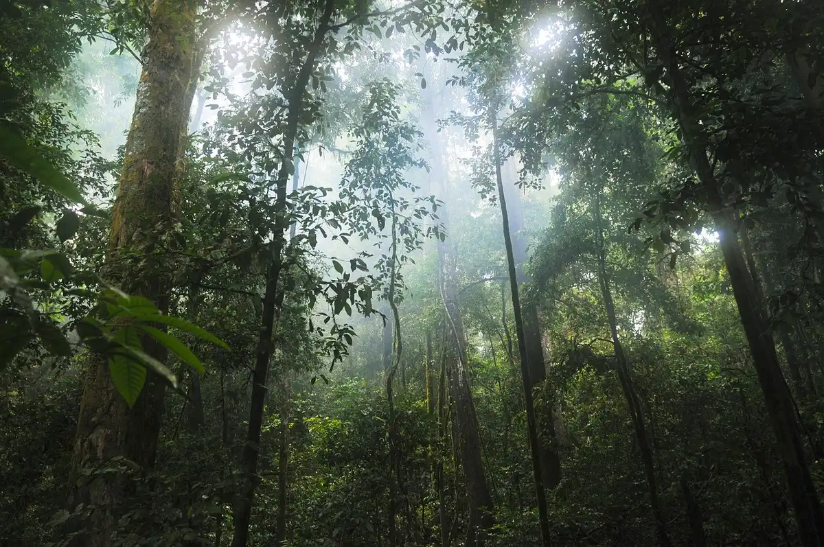 Sentier en forêt humide avec canopée dense et fougères