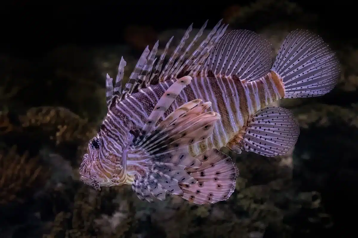 Plongeur débutant en surface près d'un récif corallien en eaux tropicales