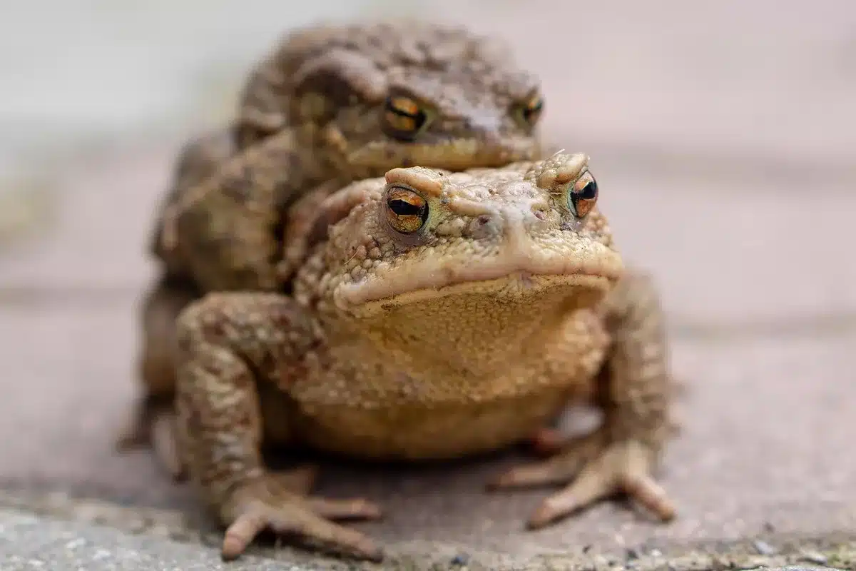 Gros plan de peau du visage montrant des taches brunes et une pigmentation inégale