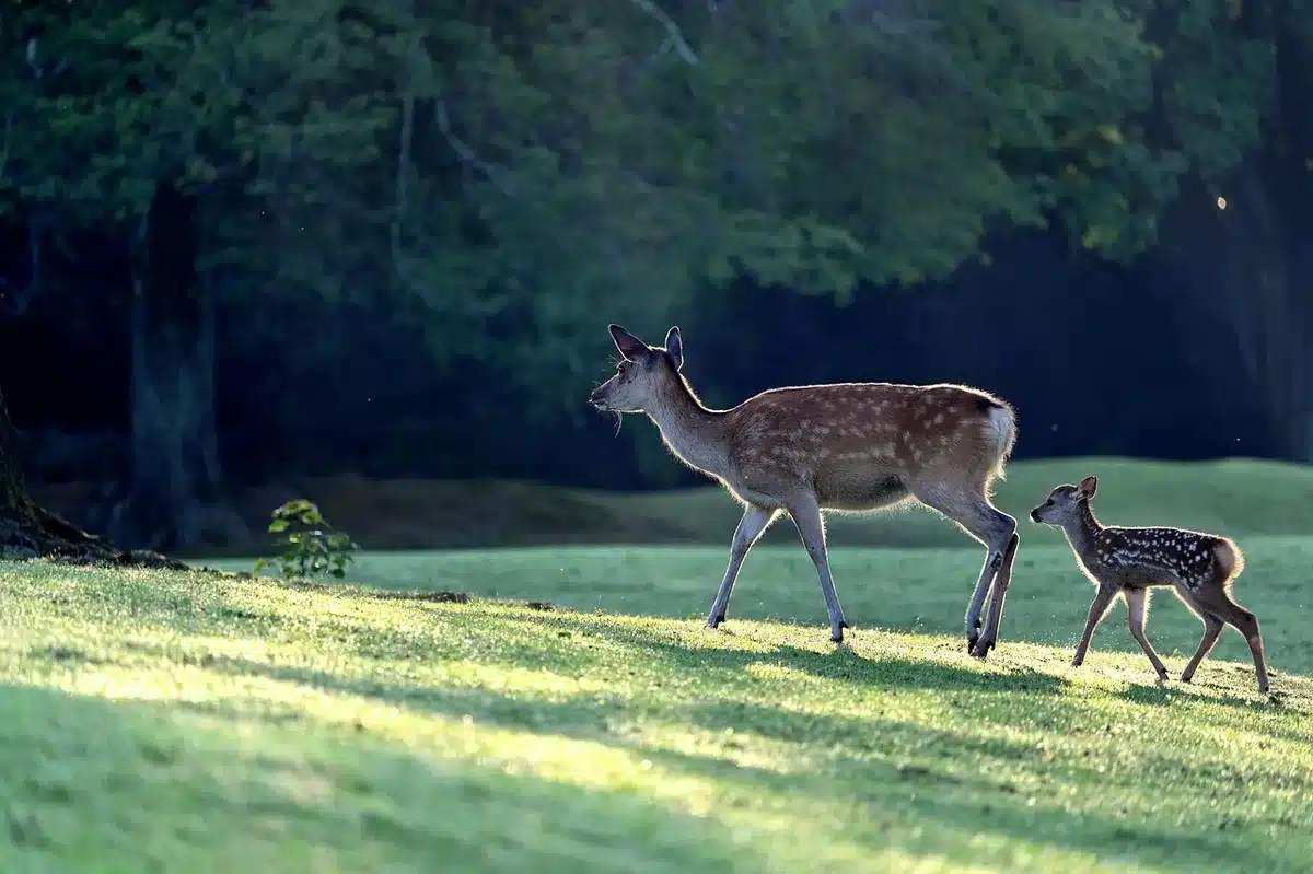 Parent et enfant lors d'un rituel d'au revoir simple et rassurant le matin