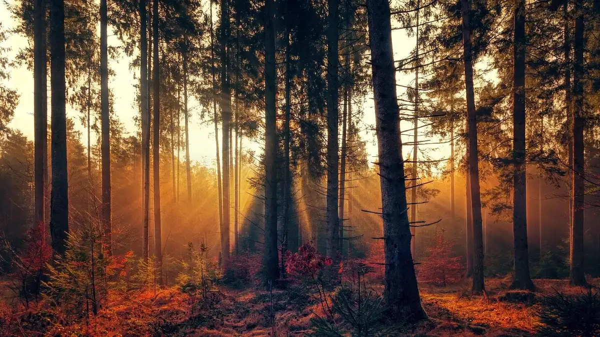 Chambre bien éclairée par la lumière naturelle du matin, créant une atmosphère apaisante