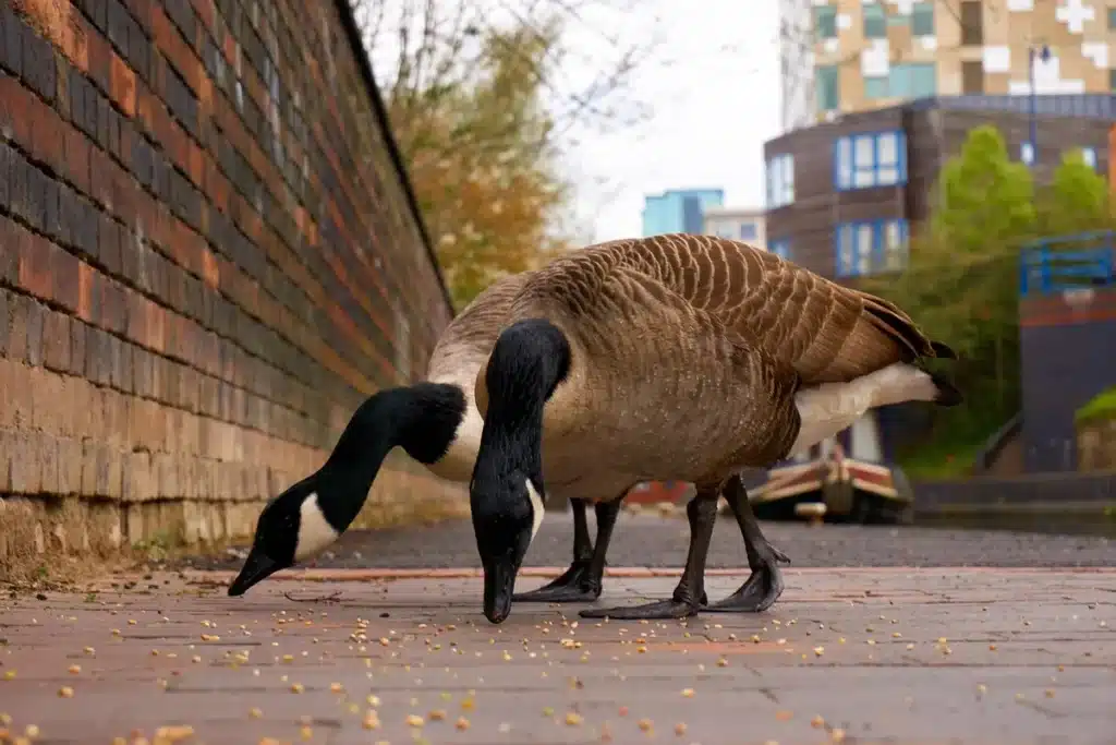 Berges de canal réaménagées à Birmingham avec terrasses et bâtiments historiques