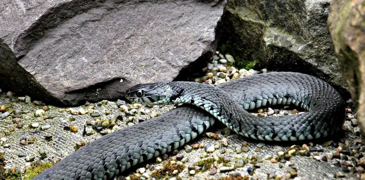 Sentier herbeux avec panneau d'avertissement sur serpents