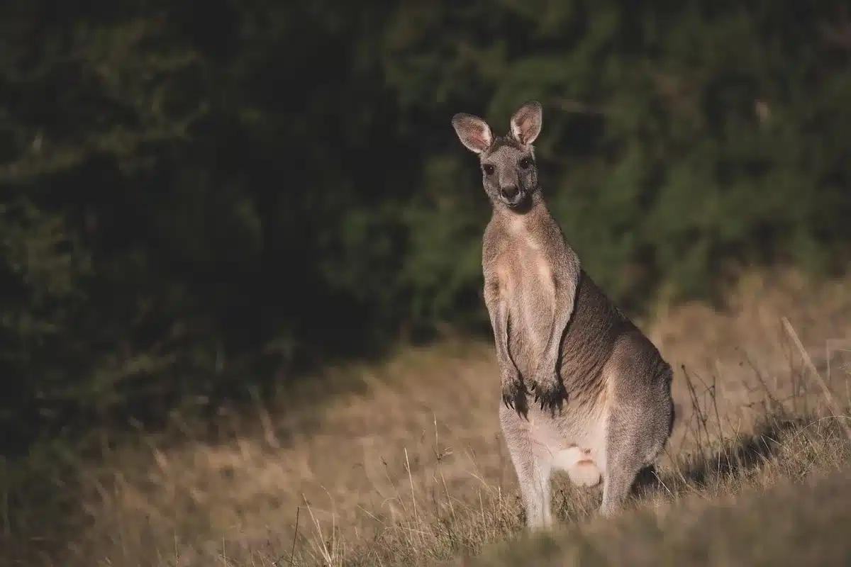Kangourous dans une plaine à distance d'observation sécurisée